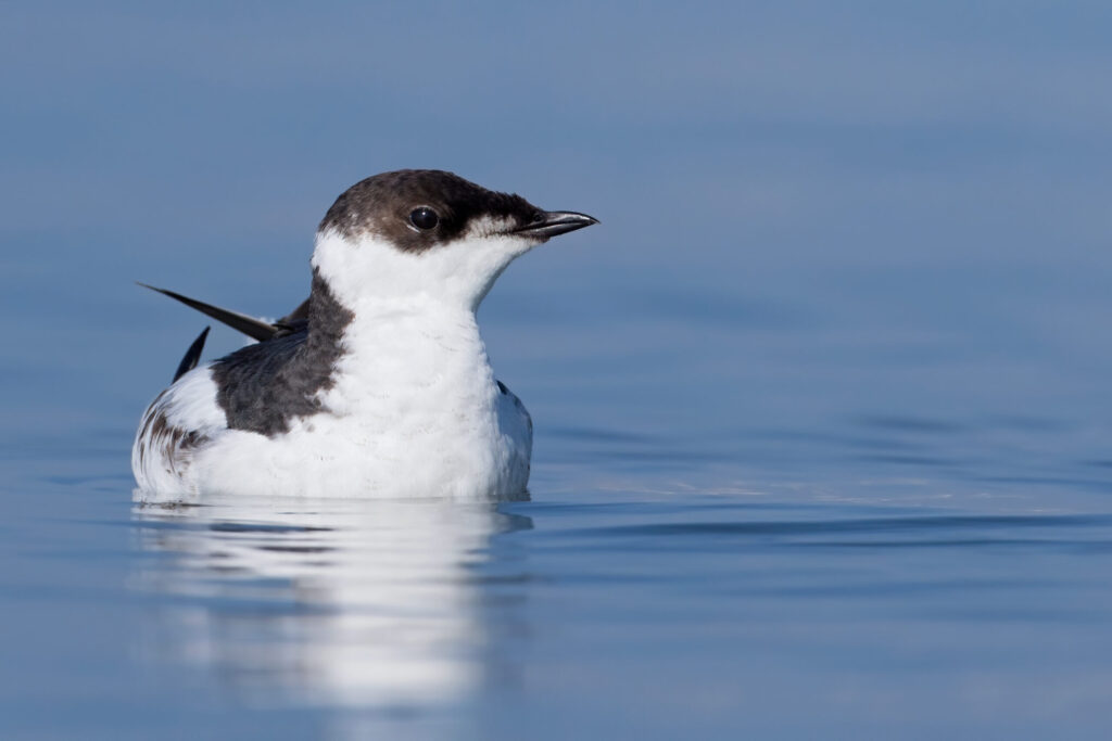 Marbled Murrelet