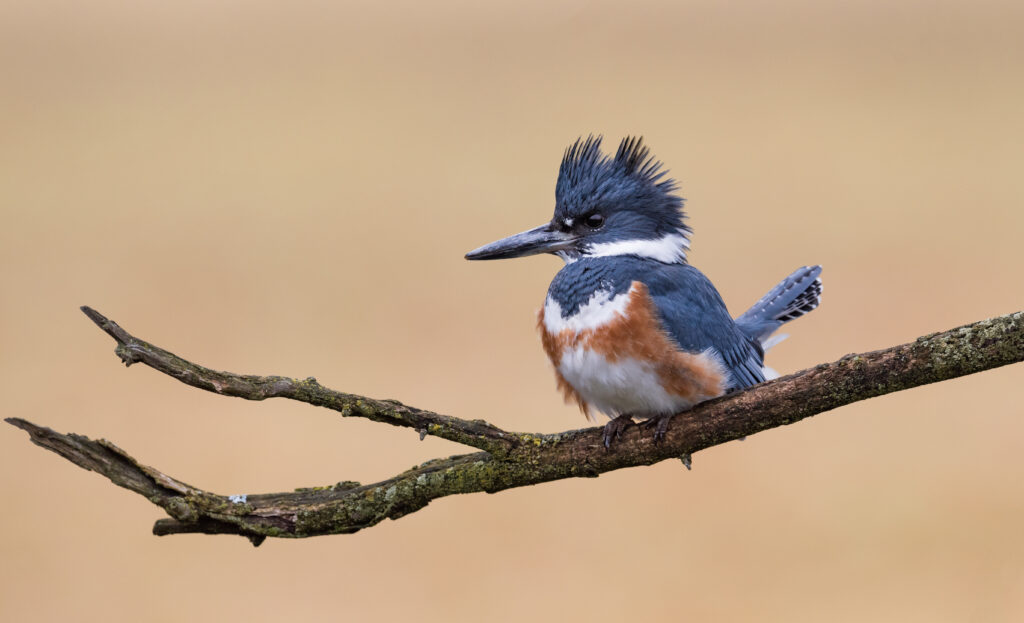 Belted Kingfisher