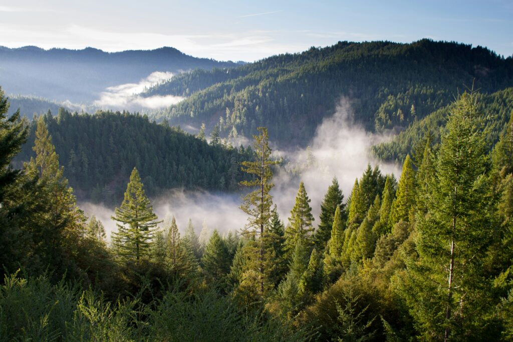 Forested ridges of conifers stretching to the horizon, with morning fog settling into the valleys between them.