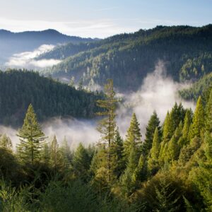 Forested ridges of conifers stretching to the horizon, with morning fog settling into the valleys between them.